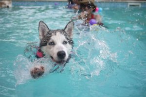 cute dog on a swimming pool