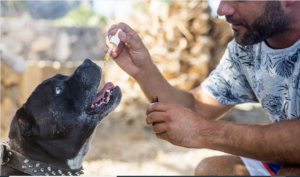 a man adminstering hemp oil to a dog